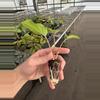 plant/Adelonema red velvet starter plant growers choice-7-thumbnail