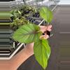 plant/Adelonema red velvet starter plant growers choice-1-thumbnail