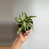 plant/Sungonium starlite 4" pot-0-thumbnail
