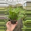 plant/Hoya polyneura 4” pot growers choice-5-thumbnail