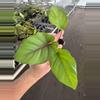 plant/Adelonema red velvet starter plant growers choice-2-thumbnail