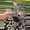 plant/Begonia maculata hybrid 4” pot growers choice-3-thumbnail