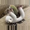 plant/Sloth Pot with Monkey Tail Cactus-0-thumbnail