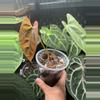 plant/ANTHURIUM NOID-1-thumbnail