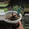 plant/Bvep x port-0-thumbnail