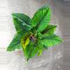plant/Adelonema red velvet starter plant growers choice-0-thumbnail