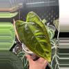 plant/ANTHURIUM NOID-2-thumbnail