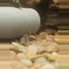insulation/Long fin panda cory-2-thumbnail
