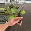 plant/Adelonema red velvet starter plant growers choice-6-thumbnail
