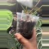 plant/Black sweet x red gunsal-2-thumbnail