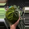 plant/BVEP X PORT-0-thumbnail