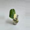plant/Scindapsus Jade Satin Variegated-0-thumbnail