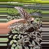 plant/Begonia maculata hybrid 4” pot growers choice-2-thumbnail