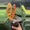 plant/ANTHURIUM NOID-0-thumbnail