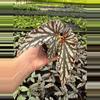 plant/Begonia maculata hybrid 4” pot growers choice-1-thumbnail