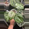 plant/Red hope-2-thumbnail