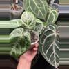 plant/Red hope-0-thumbnail