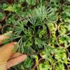 plant/Eyelash fern starter plant growers choice-0-thumbnail