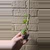 plant/Monstera esquelato start-1-thumbnail