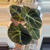 plant/Alocasia Black Velvet Gold-0-thumbnail