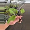 plant/Adelonema red velvet starter plant growers choice-5-thumbnail