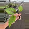 plant/Adelonema red velvet starter plant growers choice-4-thumbnail