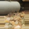 insulation/Long fin panda cory-1-thumbnail