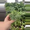 plant/Eyelash fern starter plant growers choice-1-thumbnail