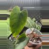 plant/Black sweet x red gunsal-1-thumbnail