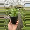 plant/Hoya polyneura 4” pot growers choice-6-thumbnail