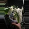 plant/BABY MONSTERA ALBO-0-thumbnail