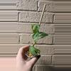 plant/Monstera esquelato start-0-thumbnail