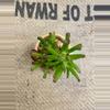plant/Gollum Jade (Crassula Ovata) Succulent in Owl Pot-1-thumbnail