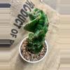 plant/Spiral Cactus, 7”-0-thumbnail
