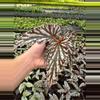 plant/Begonia maculata hybrid 4” pot growers choice-0-thumbnail