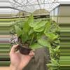 plant/Hoya polyneura 4” pot growers choice-4-thumbnail
