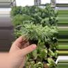 plant/Eyelash fern starter plant growers choice-6-thumbnail