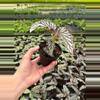 plant/Begonia maculata hybrid 4” pot growers choice-4-thumbnail