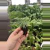 plant/Eyelash fern starter plant growers choice-5-thumbnail