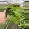 plant/Hoya polyneura 4” pot growers choice-1-thumbnail