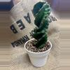 plant/Spiral Cactus, 7”-1-thumbnail