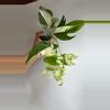 plant/Epipremnum marble flame 4" pot-0-thumbnail