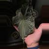 plant/Venom momma AND sprouting corm!-1-thumbnail