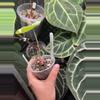 plant/Black sweet x red Gunsal-0-thumbnail