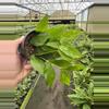 plant/Hoya polyneura 4” pot growers choice-2-thumbnail