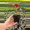 plant/Begonia maculata hybrid 4” pot growers choice-5-thumbnail