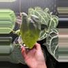 plant/Ace of spades x xone-2-thumbnail