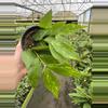 plant/Hoya polyneura 4” pot growers choice-0-thumbnail