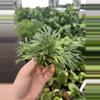 plant/Eyelash fern starter plant growers choice-2-thumbnail