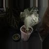 plant/Venom momma AND sprouting corm!-0-thumbnail
